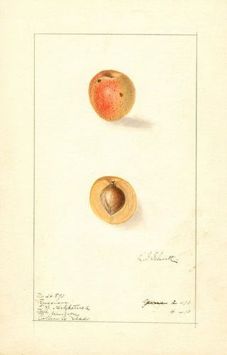 Ellen Isham Schutt - Prunus mume Russian.webp
