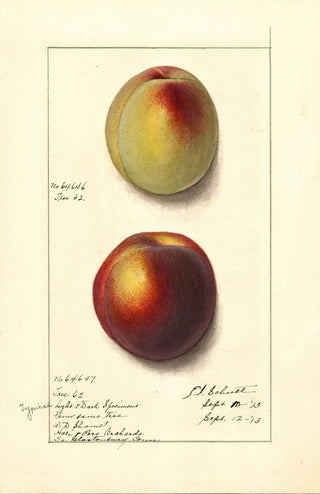 Ellen Isham Schutt - Prunus persica.webp