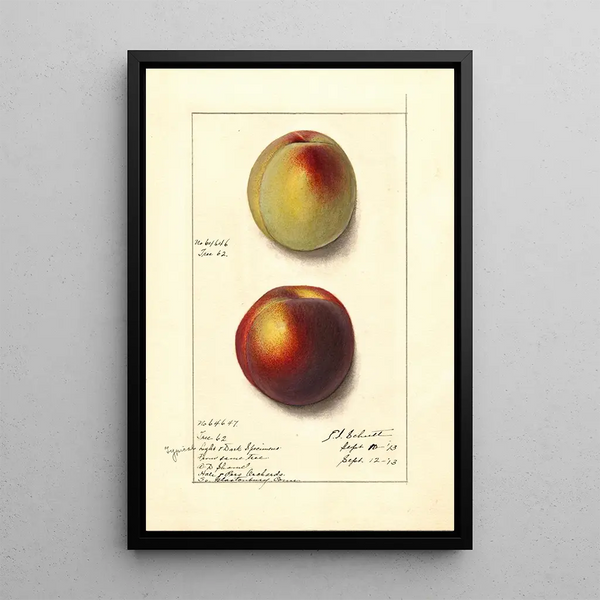 Prunus persica - Ellen Isham Schutt — oprawiony obraz na ścianie