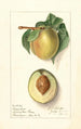 Prunus persica Greensboro - Ellen Isham Schutt — widok dzieła