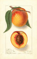 Prunus persica Highland Beauty - Ellen Isham Schutt — widok dzieła