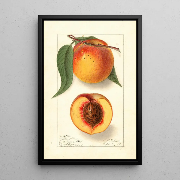 Prunus persica Highland Beauty - Ellen Isham Schutt — oprawiony obraz na ścianie