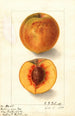 Prunus persica Oliver - Ellen Isham Schutt — widok dzieła