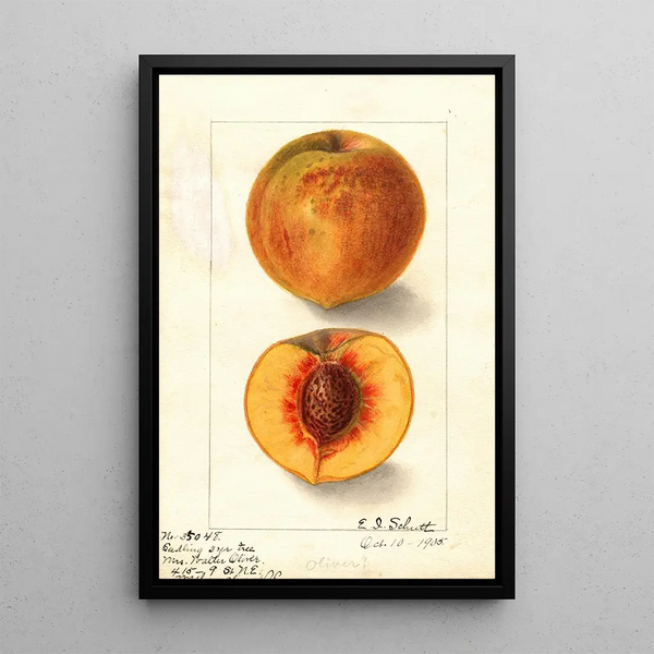 Prunus persica Oliver - Ellen Isham Schutt — oprawiony obraz na ścianie