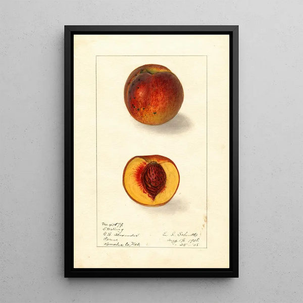 Prunus persica Sterling - Ellen Isham Schutt — oprawiony obraz na ścianie