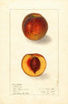 Prunus persica Sterling - Ellen Isham Schutt — widok dzieła