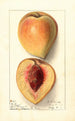 Prunus persica Texan - Ellen Isham Schutt — widok dzieła