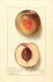 Prunus persica Uneeda Cling - Ellen Isham Schutt — widok dzieła