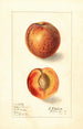 Prunus persica Yellow Swan - Ellen Isham Schutt — widok dzieła