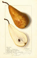 Pyrus communis Bosc - Ellen Isham Schutt — widok dzieła