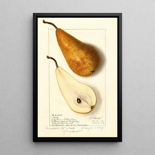 Pyrus communis Bosc - Ellen Isham Schutt — oprawiony obraz na ścianie