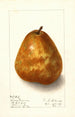Pyrus communis Deweys Premium - Ellen Isham Schutt — widok dzieła