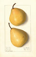 Pyrus communis Howell - Ellen Isham Schutt — widok dzieła