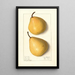 Pyrus communis Howell - Ellen Isham Schutt — oprawiony obraz na ścianie
