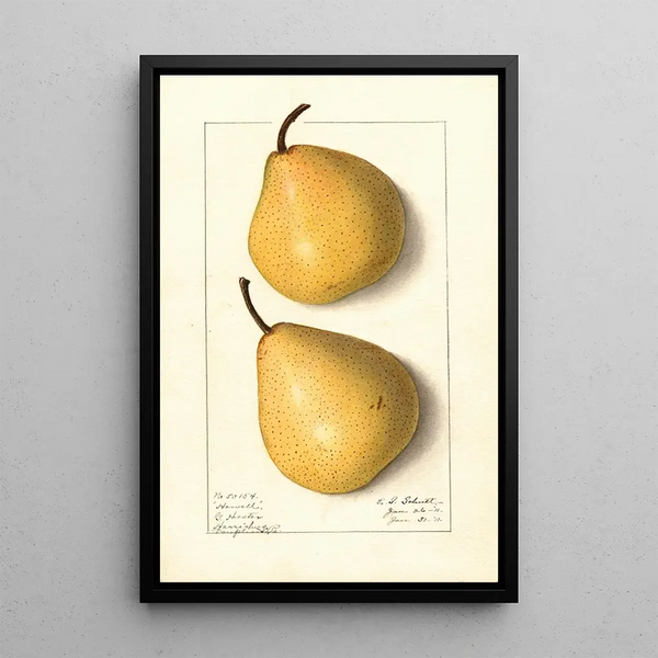 Pyrus communis Howell - Ellen Isham Schutt — oprawiony obraz na ścianie