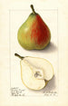 Pyrus communis Lawson Comet - Ellen Isham Schutt — widok dzieła