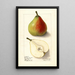 Pyrus communis Lawson Comet - Ellen Isham Schutt — oprawiony obraz na ścianie
