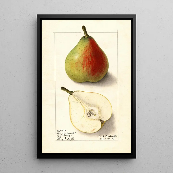 Pyrus communis Lawson Comet - Ellen Isham Schutt — oprawiony obraz na ścianie