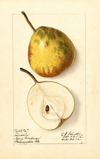 Pyrus communis Lincoln - Ellen Isham Schutt — widok dzieła