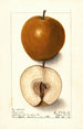 Pyrus communis Magnolia - Ellen Isham Schutt — widok dzieła