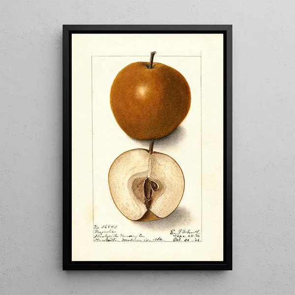 Pyrus communis Magnolia - Ellen Isham Schutt — oprawiony obraz na ścianie