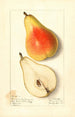 Pyrus communis Souvenir du Congrès - Ellen Isham Schutt — widok dzieła