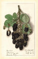 Rubus Agawam - Ellen Isham Schutt — widok dzieła
