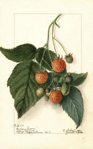 Ellen Isham Schutt - Rubus Golden Queen.webp