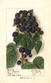 Rubus Hoosier Black Cap - Ellen Isham Schutt — widok dzieła