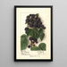 Rubus Hoosier Black Cap - Ellen Isham Schutt — oprawiony obraz na ścianie