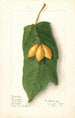 Vasconcellea quercifolia - Ellen Isham Schutt — widok dzieła