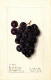 Vitis - Ellen Isham Schutt — widok dzieła