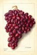 Vitis Ajun - Ellen Isham Schutt — widok dzieła