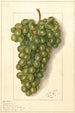 Vitis Feher Szagos - Ellen Isham Schutt — widok dzieła