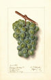 Vitis Geraldine Studley - Ellen Isham Schutt — widok dzieła
