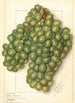 Vitis Golden Queen - Ellen Isham Schutt — widok dzieła