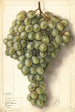 Vitis Malaga - Ellen Isham Schutt — widok dzieła