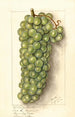 Vitis Muscat de Frontignan - Ellen Isham Schutt — widok dzieła
