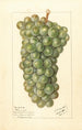 Vitis Palarusa - Ellen Isham Schutt — widok dzieła