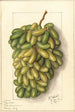 Vitis Pizzutella - Ellen Isham Schutt — widok dzieła