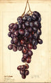 Vitis Red Emperor - Ellen Isham Schutt — widok dzieła