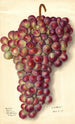 Vitis Rodites - Ellen Isham Schutt — widok dzieła