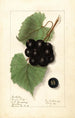 Vitis Sugar Pulp - Ellen Isham Schutt — widok dzieła