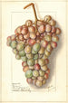 Vitis Teneron - Ellen Isham Schutt — widok dzieła