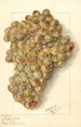 Vitis Ulliade Blanche d'Ambre - Ellen Isham Schutt — widok dzieła