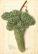 Vitis White Corinthe - Ellen Isham Schutt — widok dzieła