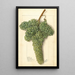 Vitis White Corinthe - Ellen Isham Schutt — oprawiony obraz na ścianie