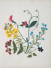 Album de fleurs en papier découpé pl. 01 - Ellen W. — widok dzieła