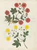 Album de fleurs en papier découpé pl. 08 - Ellen W. — widok dzieła