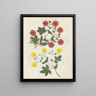 Ellen W - Album of cutpaper flowers Pl08.webp